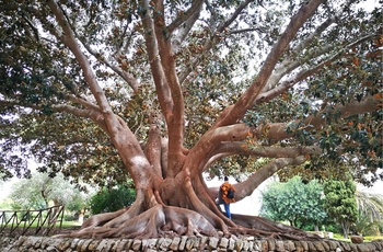 Gammelt Magnoliatræ på Sicilien 