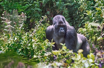 Silverback i Bwindi Impenetrable National Park - Uganda