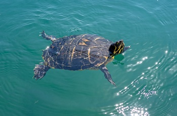 Skildpadde i Kournas-søen på Kreta