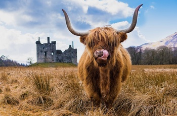 Skotland, Argyll, Lochawe - højlands ko slikker sig tilfreds om munden ved Kilchurn Castle