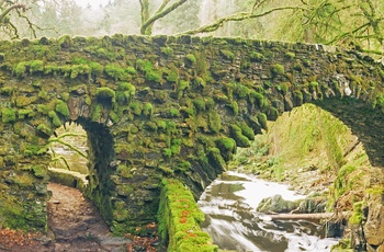 Bro i Hermitage Woodland i Skotland