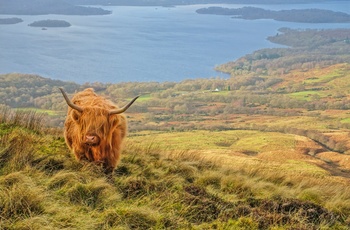 Højlandskvæg ved Loch Lomond, Skotland