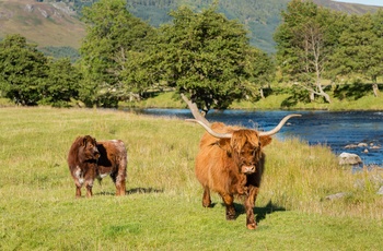 Højlandskvæg i Perthshire, Skotland