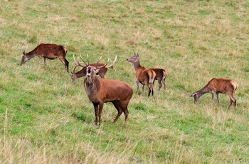 Reed deer i Perthshire, Skotland