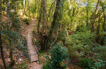 Skov og stier ved byen Tsagarada Pelion-halvøen - Grækenland