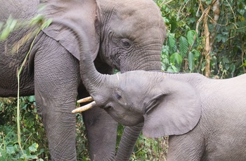 Skovelefanter i Kibale National Park - Uganda
