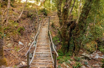 Skovsti på Pelion-halvøen - Grækenland