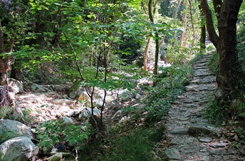 Skovsti på Pelion-halvøen - Grækenland