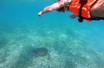Snorkle med skildpadder ved Akumal på Yucatán-halvøen - Mexico