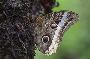Sommerfugl i Costa Rica