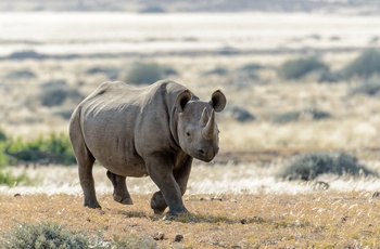 Sort næsehorn i Palmwag i Damaraland, Namibia