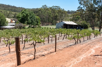Lille vingård i Clare Valley - South Australia