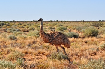 Emu i outbacken - Australien