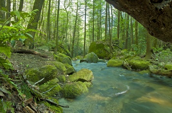 Skoven om sommeren i Cliff Falls i Caesars Head State Park, South Carolina