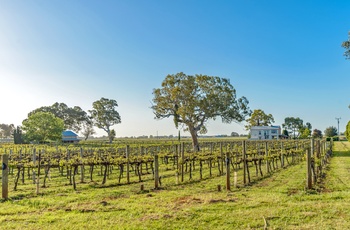 Vinmark-gård i Coonawarra, South Australia