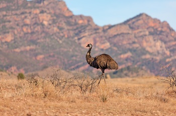 Emu i Flinders Ranges, South Australia