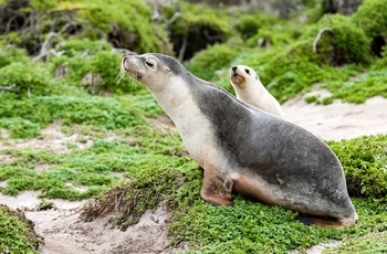 Søløve på Kangaroo Island, South Australia