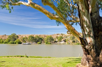 Flodpram ved Murray flodens bred, South Australia