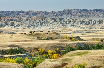 Bisoner i Badlands National Park, South Dakota