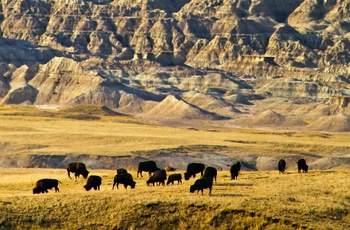 Bisoner i Badlands National Park, South Dakota