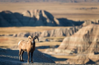 Bighorn får i Badlands National Park, South Dakota i USA