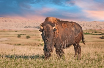 Kæmpe bison i Badlands National Park, South Dakota i USA