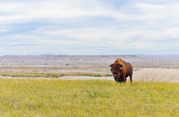 Bison i South Dakota - USA