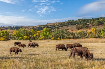 Bisoner i Custer State Park, South Dakota i USA