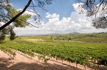 Vinmarker med druer til Cava - Catalonien, Spanien