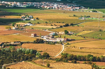 Vinmarker i Penedès-området - Spanien