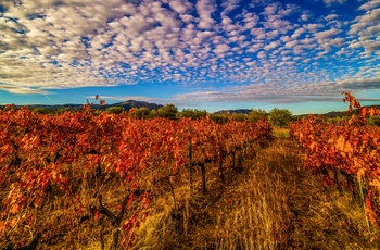 Spanien, La Rioja - vinmarker med efterårsfarver