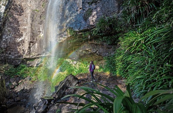 Hiker ved vandfald i Springbrook National Park – Queensland i Australien