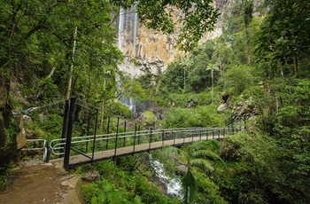 Lille hængebro til vandfald i Springbrook National Park – Queensland i Australien
