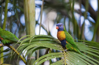 Farverige papegøjer Springbrook National Park – Queensland i Australien