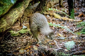 Den brune kiwi på New Zealand