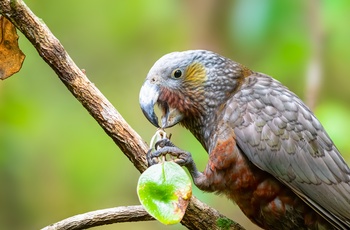 Kaka på øen Stewart Island - New Zealand