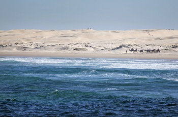 Kamelsafari langs Stockton Sand Dunes - NSW - Australien