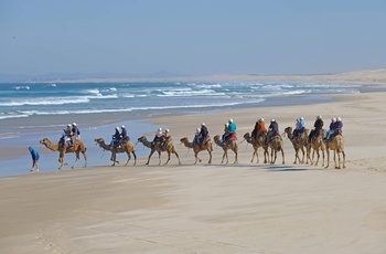 Kamelsafari langs stranden ved Stockton Sand Dunes - NSW - Australien
