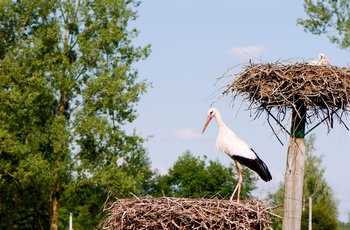 Stork ved siden af rede på et tag