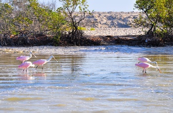Storke i Río Lagartos Biosfærereservat på Yucatan-hakvøen - Mexico