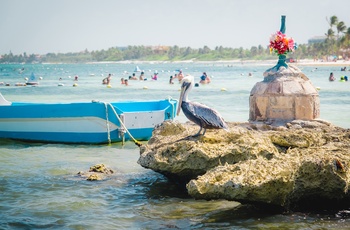 Pelikan ved strand i Akumal på Yucatan-halvøen - Mexico