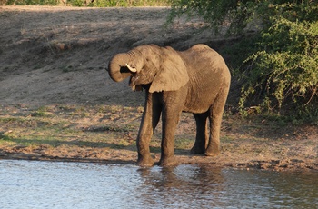 Elefant i Sydafrika