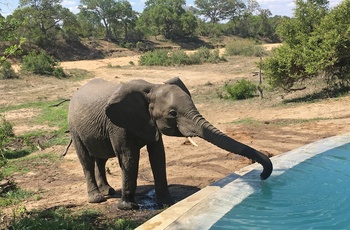 Elefant i Sydafrika