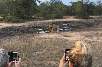 Løve i Sydafrika