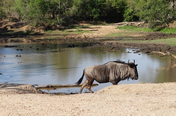 Gnu ved vandhul i Sydafrika