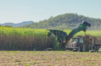Sukkerrør høstes nær Mackay i Queensland - Australien