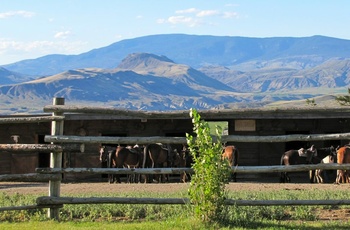 Sundance Guest Ranch, Stalde
