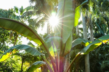 Palmer og planter i Sunken Gardens, St. Petersburg - Photo by Mick Haupt on Unsplash