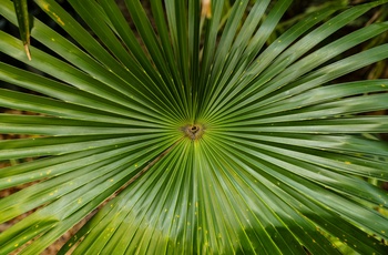 En af mange tropiske planter i Sunken Gardens, St. Petersburg - Photo by Mick Haupt on Unsplash