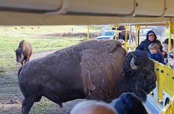 Bisonokse i Smålandet Elg safaripark i Markaryd, Sverige